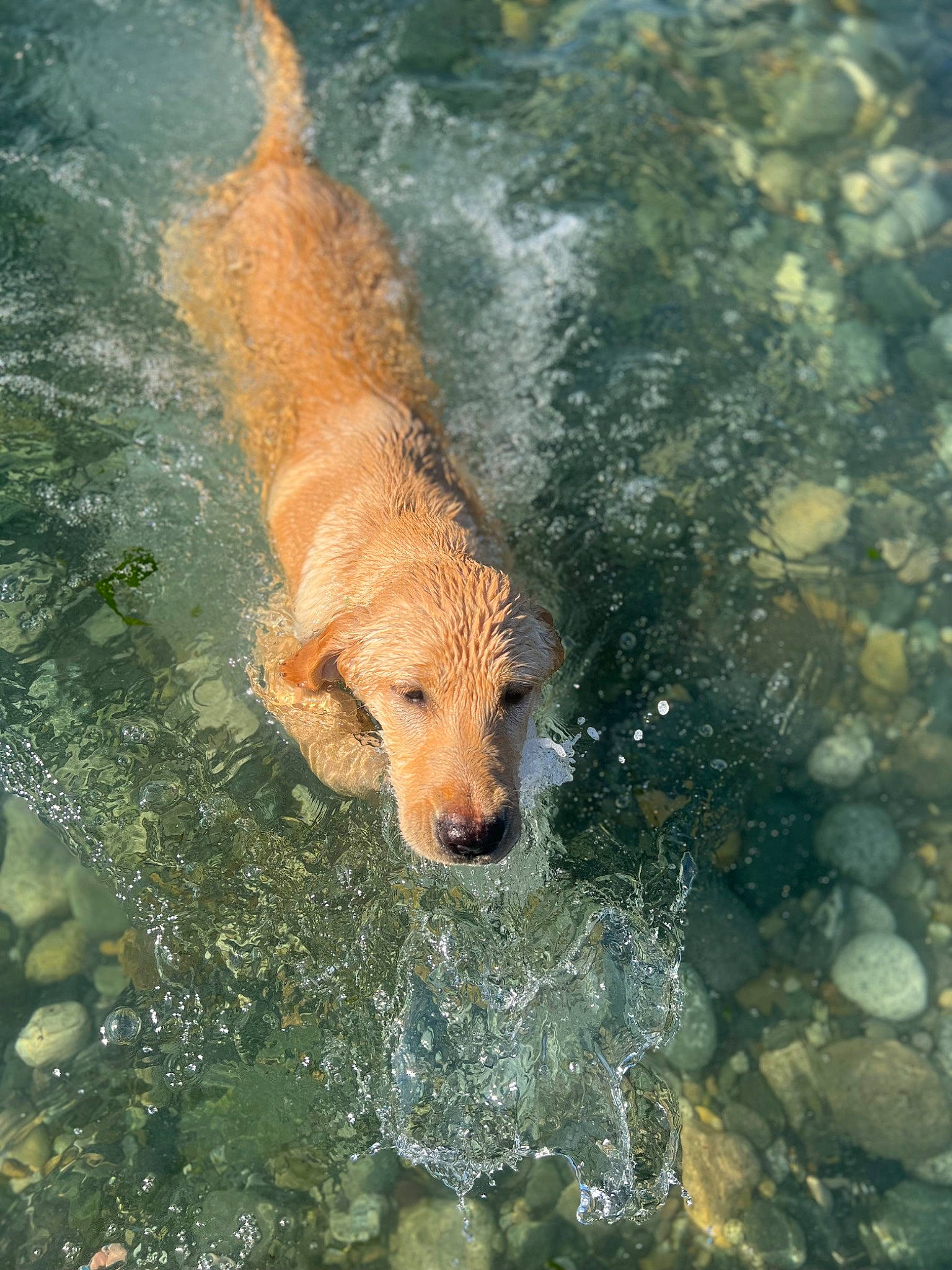 Honey is registered to the contest to win money with this photo: body_of_water, canidae, carnivore, companion_dog, dog, dog_breed, dog_supply, fawn, fun, lake, liquid, retriever, rock, soil, sporting_group, tail, water, water_resources, watercourse, wave