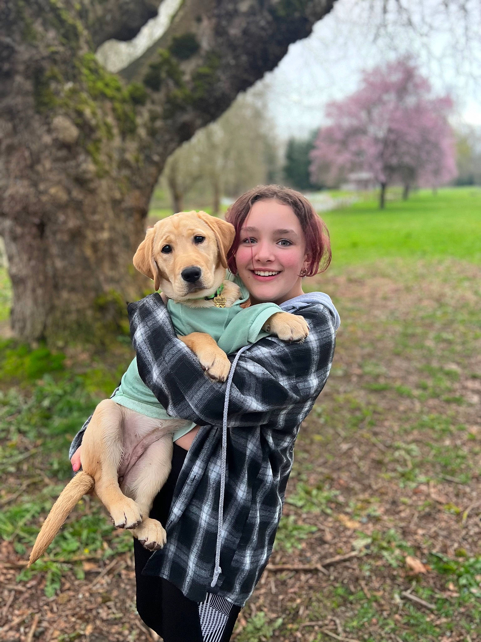 Honey joined the competition — help win amazing prizes! carnivore, companion_dog, dog_breed, fawn, fun, grass, happy, leaf, leisure, pattern, people_in_nature, plaid, plant, recreation, sitting, smile, spring, tartan, toy, tree