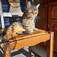 Mistou a rejoint le concours — aidez-le/la à gagner de superbes lots ! cat, tabby, wooden_chair, sunlight, indoor, furniture, carved_wood, floor_mat, polka_dots, relaxing, pet, animal, mammal, whiskers, paws, eyes, domestic, cozy, warm_light, resting