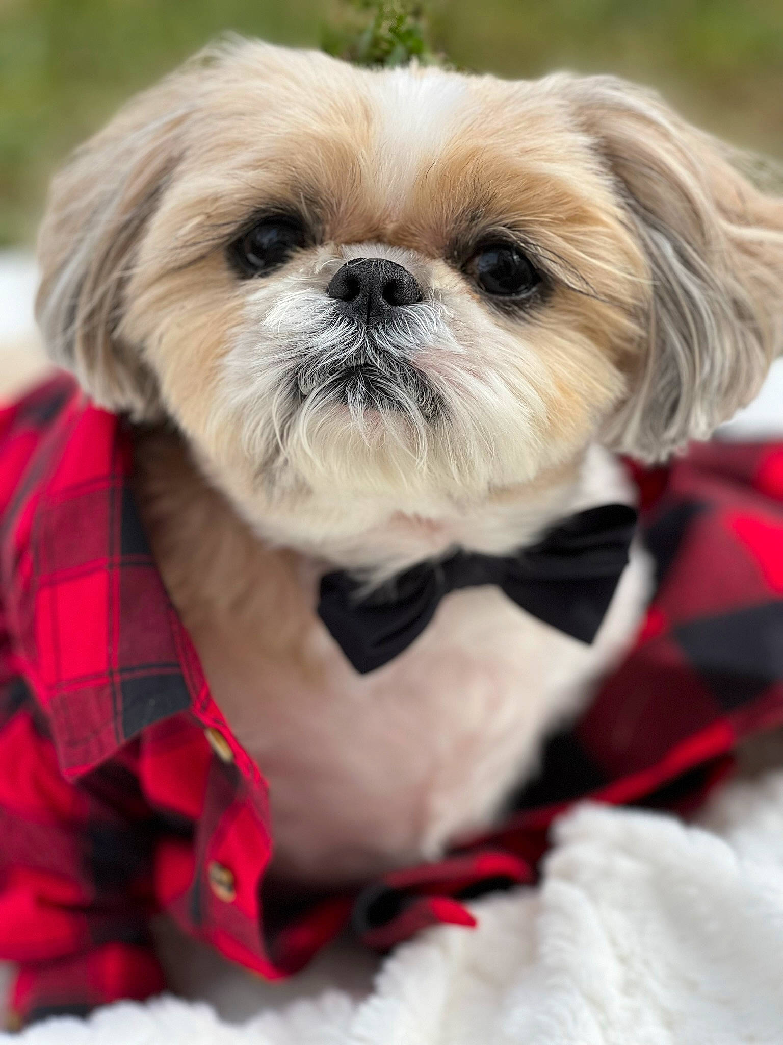Coco is registered to the contest to win money with this photo: canidae, carnivore, collar, companion_dog, dog, dog_breed, dog_collar, dog_supply, fawn, fur, liver, pet_supply, plant, shih_tzu, snout, sporting_group, tartan, terrestrial_animal, toy_dog, working_animal