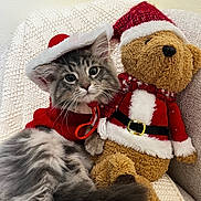 Wiwi joined the competition — help win amazing prizes! cat, kitten, plush_toy, teddy_bear, santa_hat, christmas_outfit, red_sweater, knitted_blanket, cozy, cute, holiday, festive, pet, furry, indoor, animal, soft_toy, fur, relaxing, couch