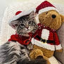 cat, kitten, plush_toy, teddy_bear, santa_hat, christmas_outfit, red_sweater, knitted_blanket, cozy, cute, holiday, festive, pet, furry, indoor, animal, soft_toy, fur, relaxing, couch