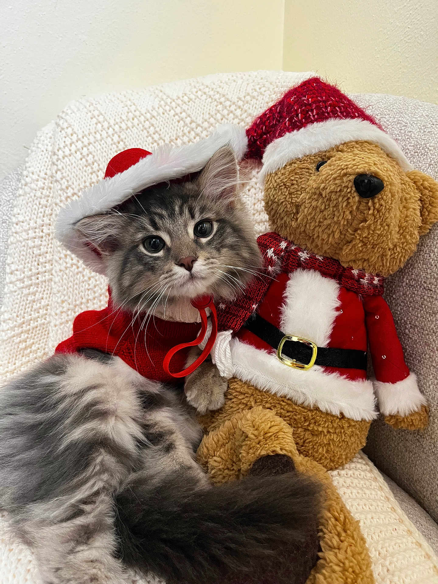 Wiwi joined the competition — help win amazing prizes! cat, kitten, plush_toy, teddy_bear, santa_hat, christmas_outfit, red_sweater, knitted_blanket, cozy, cute, holiday, festive, pet, furry, indoor, animal, soft_toy, fur, relaxing, couch