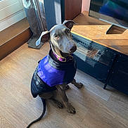 Asteria participe au concours pour gagner de l'argent avec cette photo : dog, indoor, wooden_floor, purple_jacket, curious, sunlight, window, television, curtain, pet, canine, flooring, ears, collar, attention, shadow, furniture, home, sitting, looking_up