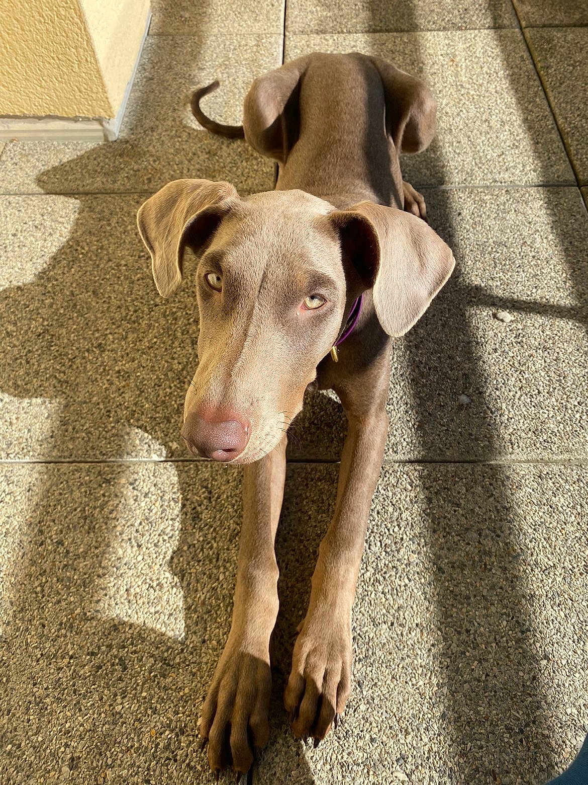 Asteria participe au concours pour gagner de l'argent avec cette photo : dog, canine, pet, gray_dog, sunlight, shadow, floor, outdoor, stretching, ears, paws, collar, nose, eyes, portrait, texture, animal, looking_up, daylight, relaxed
