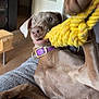 Asteria participe au concours pour gagner de l'argent avec cette photo : dog, playful, rope_toy, purple_collar, indoor, blanket, brown_dog, pet, animal, tug_of_war, cozy, wooden_floor, door, furniture, closeup, canine, relaxed, toy, home, fun