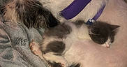 Jasper is registered to the contest to win money with this photo: dog, kitten, sleeping, cuddling, purple_harness, blanket, fur, pet, indoor, resting, cozy, animal, companion, cute, friendship, domestic, relaxation, snuggle, soft, napping