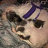 dog, kitten, sleeping, cuddling, purple_harness, blanket, fur, pet, indoor, resting, cozy, animal, companion, cute, friendship, domestic, relaxation, snuggle, soft, napping