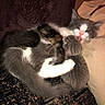 Jasper is registered to the contest to win money with this photo: cat, kitten, mother_cat, cuddling, nursing, feline, fur, sleepy, cozy, blanket, resting, cute, animal, pet, domestic, mammal, closeup, comfort, family, soft