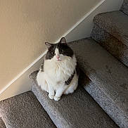 Jasper joined the competition — help win amazing prizes! cat, fluffy, staircase, carpet, indoor, pet, animal, white, black, curious, sitting, facing_camera, soft_light, wall, home, domestic_cat, cute, feline, stairs, looking_up
