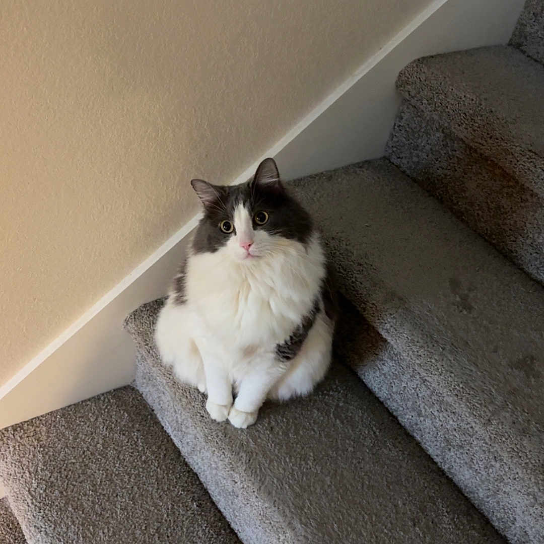 Jasper joined the competition — help win amazing prizes! cat, fluffy, staircase, carpet, indoor, pet, animal, white, black, curious, sitting, facing_camera, soft_light, wall, home, domestic_cat, cute, feline, stairs, looking_up