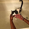 Jasper joined the competition — help win amazing prizes! cat, bathtub, water, wet, black_and_white, pet, animal, hands, bath, tail, indoor, tile, drain, feline, domestic, grooming, reluctant, human, cleaning, bathroom