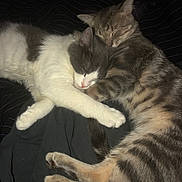 Jasper is registered to the contest to win money with this photo: cat, cats, sleeping, snuggling, tabby, gray_and_white, fur, pet, animal, cozy, blanket, closeup, cute, domestic_cat, resting, companion, warm, indoor, adorable, friendship