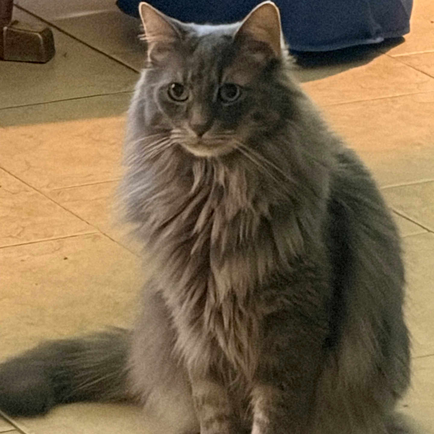 Milo is registered to the contest to win money with this photo: cat, gray_cat, fluffy, long_hair, feline, sitting, upright, tail, whiskers, ears, eyes, fur, pet, indoor, tile_floor, home, cushion, portrait, animal, cute