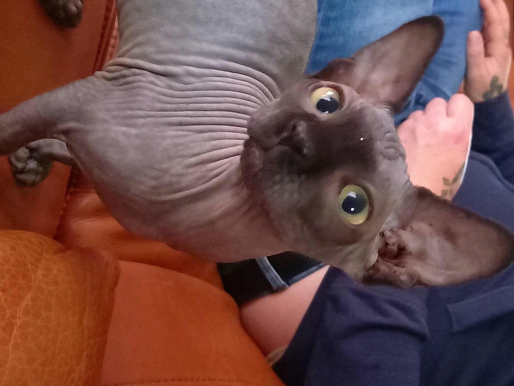 Sharly participe au concours pour gagner de l'argent avec cette photo : canidae, carnivore, cat, ear, fawn, felidae, finger, fur, gesture, hand, nail, russian_blue, small_to_medium_sized_cats, snout, tail, thumb, whiskers