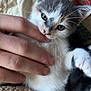 kitten, cat, hand, fingers, quilt, white_fur, gray_fur, paw, cute, playful, pet, animal, closeup, indoor, resting, nibble, young_cat, soft_texture, cozy, tiny