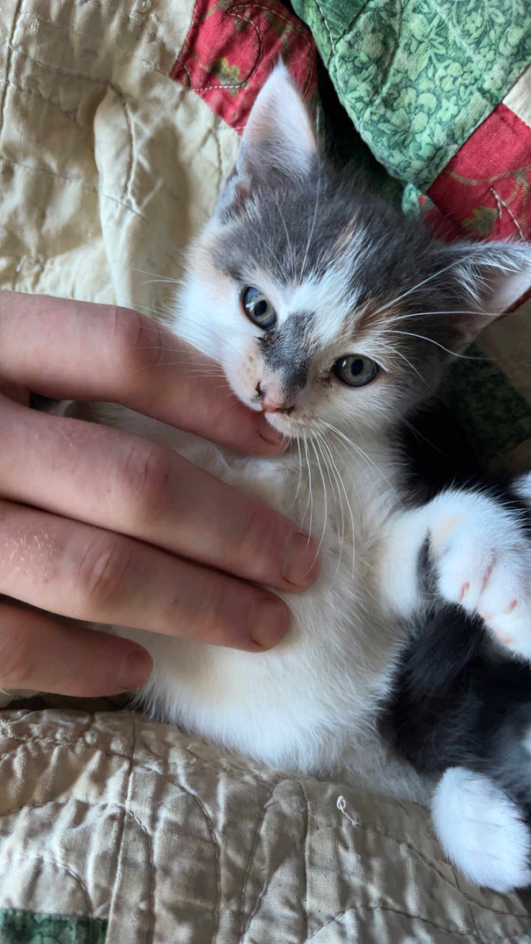 Snowball joined the competition — help win amazing prizes! kitten, cat, hand, fingers, quilt, white_fur, gray_fur, paw, cute, playful, pet, animal, closeup, indoor, resting, nibble, young_cat, soft_texture, cozy, tiny