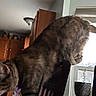 cat, tabby, chair, kitchen, wooden_cabinets, window, plant, indoor, pet, animal, feline, curious, balancing, domestic, household, furniture, light, daylight, collar, exploring