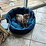 Phoebe joined the competition — help win amazing prizes! cat, tabby_cat, pet_bed, blue_bed, tiled_floor, sliding_door, wooden_deck, indoor, animal, pet, feline, relaxed, cozy, window, daylight, flooring, domestic_animal, resting, household, curious
