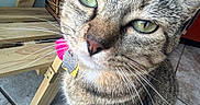 Phoebe joined the competition — help win amazing prizes! animal, basket, cat, close_up, collar, curious, domestic_cat, feline, floor, green_eyes, house, indoor, looking_up, pet, sitting, tabby, tag, tile, whiskers, wooden_chair