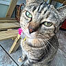 cat, tabby, green_eyes, collar, tag, indoor, floor, tile, wooden_chair, basket, pet, animal, feline, whiskers, curious, close_up, looking_up, sitting, domestic_cat, house