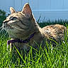 Phoebe joined the competition — help win amazing prizes! cat, tabby, grass, outdoor, sunlight, collar, pet, animal, nature, green, fur, whiskers, garden, daylight, domestic_cat, backyard, closeup, side_view, relaxed, watching