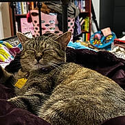 Phoebe joined the competition — help win amazing prizes! cat, tabby, relaxed, sleeping, indoor, blanket, furniture, laundry_basket, bookshelf, clutter, home, pet, cozy, domestic, feline, resting, animal, eyes_closed, collar, bedroom