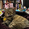 cat, tabby, relaxed, sleeping, indoor, blanket, furniture, laundry_basket, bookshelf, clutter, home, pet, cozy, domestic, feline, resting, animal, eyes_closed, collar, bedroom
