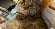 Phoebe is registered to the contest to win money with this photo: cat, tabby_cat, pet, indoor, couch, furniture, living_room, cozy, relaxed, fur, whiskers, ears, eyes, domestic_animal, mammal, cute, companion, looking_back, resting, home
