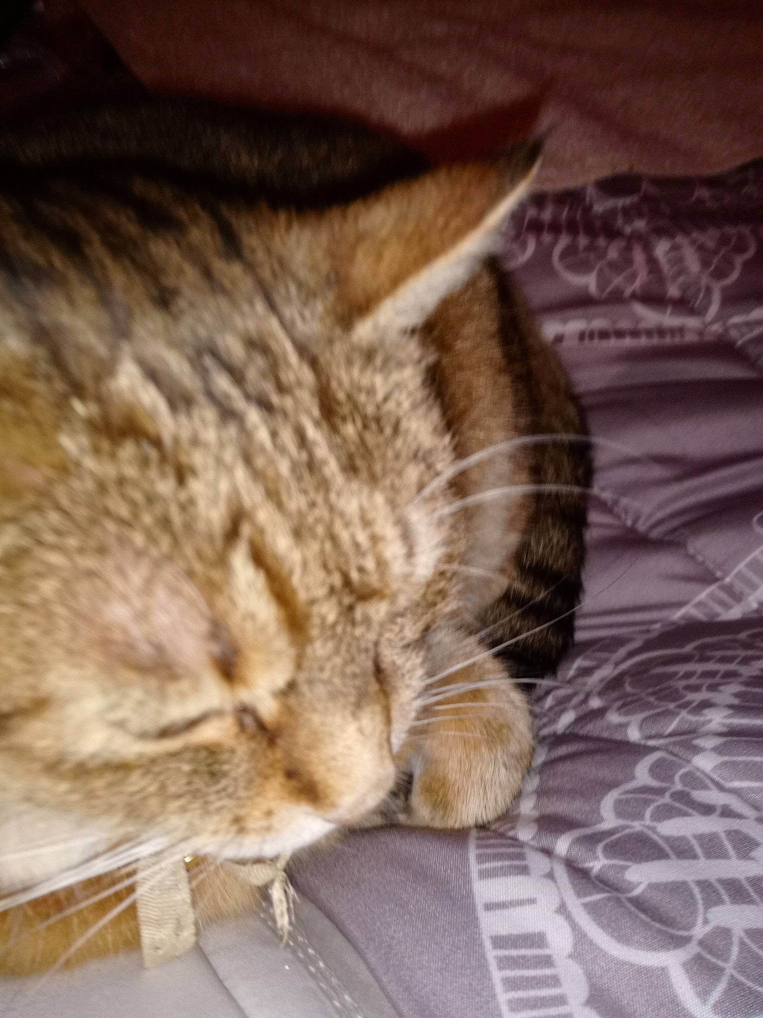 Dora participe au concours pour gagner de l'argent avec cette photo : carnivore, cat, claw, cloud, comfort, domestic_short_haired_cat, ear, fawn, felidae, fur, grey, linens, nap, paw, sitting, small_to_medium_sized_cats, snout, tail, whiskers, wood