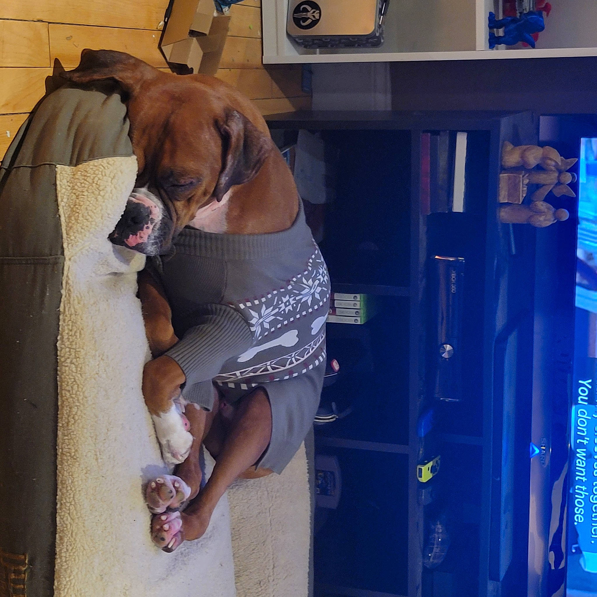 August joined the competition — help win amazing prizes! carnivore, chest, comfort, companion_dog, dog, dog_breed, door, elbow, electric_blue, fawn, gas, human_leg, knee, machine, pet_supply, sporting_group, thigh, trunk, waist, working_animal