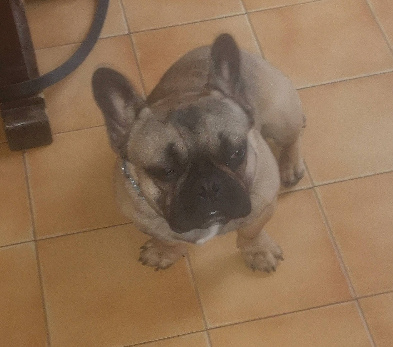 Bobby participe au concours pour gagner de l'argent avec cette photo : bulldog, canidae, carnivore, companion_dog, dog, dog_breed, fawn, flooring, hardwood, paw, pug, puppy, sporting_group, tail, terrestrial_animal, tile_flooring, toy_dog, whiskers, working_animal, wrinkle