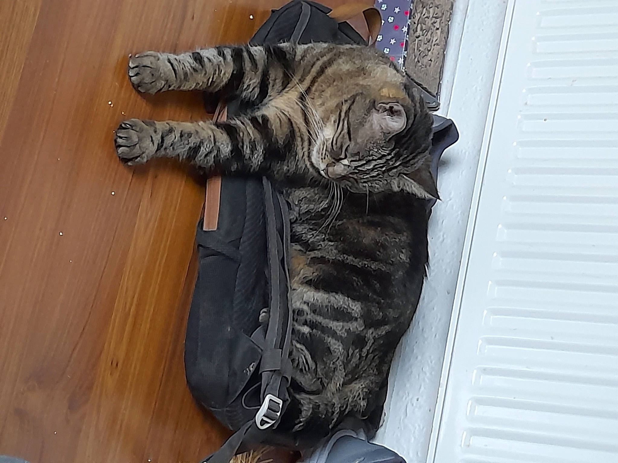 Jelly a rejoint le concours — aidez-le/la à gagner de superbes lots ! carnivore, cat, claw, comfort, domestic_short_haired_cat, felidae, flooring, foot, fur, hardwood, human_leg, small_to_medium_sized_cats, snout, sporting_group, tail, terrestrial_animal, varnish, whiskers, wood, wood_stain