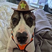 Hawkeye is registered to the contest to win money with this photo: dog, pet, hat, bed, blanket, indoor, animal, cute, close_up, face, brown, white, black, collar, orange, furniture, window, curtain, domestic_animal, canine