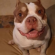 Pebbles is registered to the contest to win money with this photo: blinds, brown_and_white, cheerful, close_up, dog, eyes, furniture, happy, indoor, living_room, nose, paws, pet, pitbull, portrait, sitting, smile, sofa, tongue, window