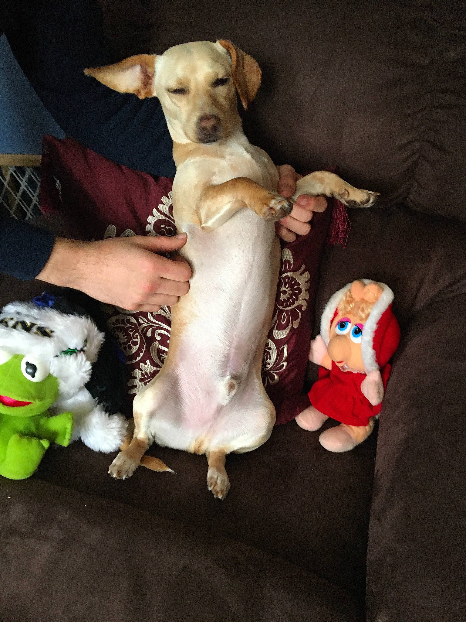 Dasher joined the competition — help win amazing prizes! carnivore, child, christmas, companion_dog, couch, dog, dog_breed, dog_clothes, dog_supply, fawn, fur, mammal, plush, sporting_group, stuffed_toy, tail, toy, toy_dog, vertebrate, working_animal