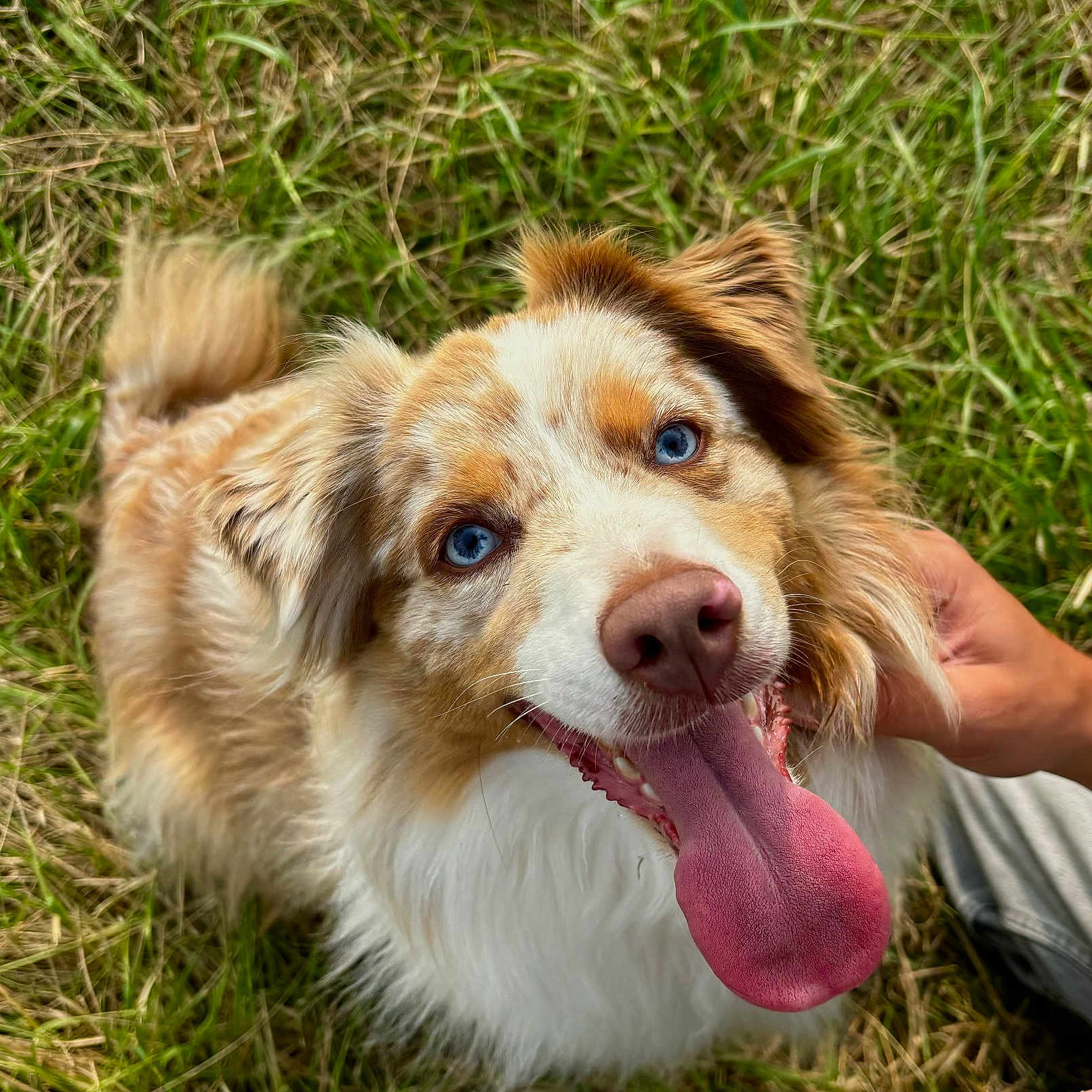 Talia a rejoint le concours — aidez-le/la à gagner de superbes lots ! animal, bodypart, canine, cockerspaniel, dog, field, goldenretriever, grass, grassland, hound, husky, lawn, mouth, nature, outdoors, person, pet, plant, puppy, tongue