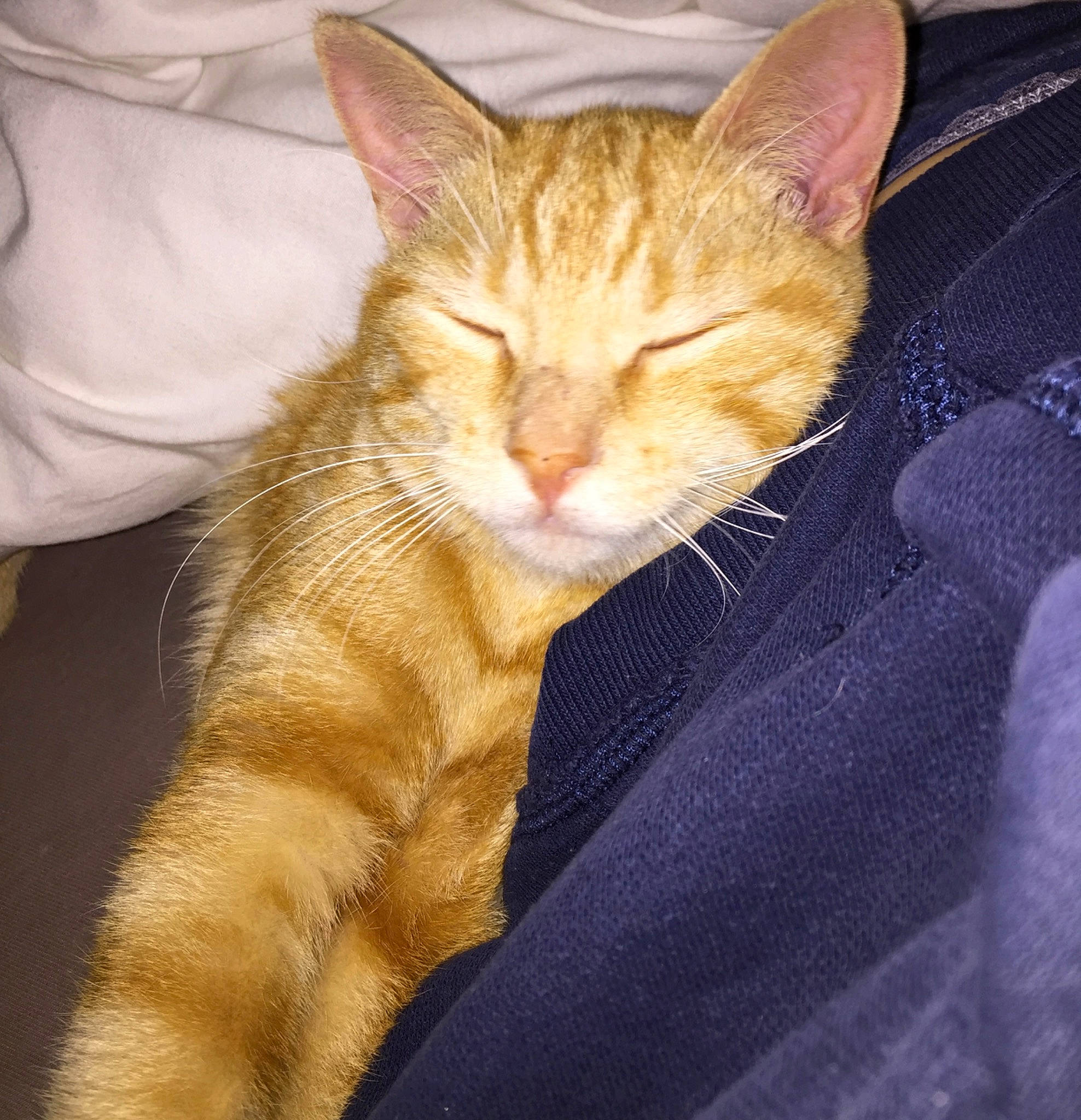 Marius a rejoint le concours — aidez-le/la à gagner de superbes lots ! carnivore, cat, claw, comfort, domestic_short_haired_cat, ear, electric_blue, fawn, felidae, foot, fur, gesture, human_leg, leg, paw, sitting, small_to_medium_sized_cats, snout, tail, whiskers