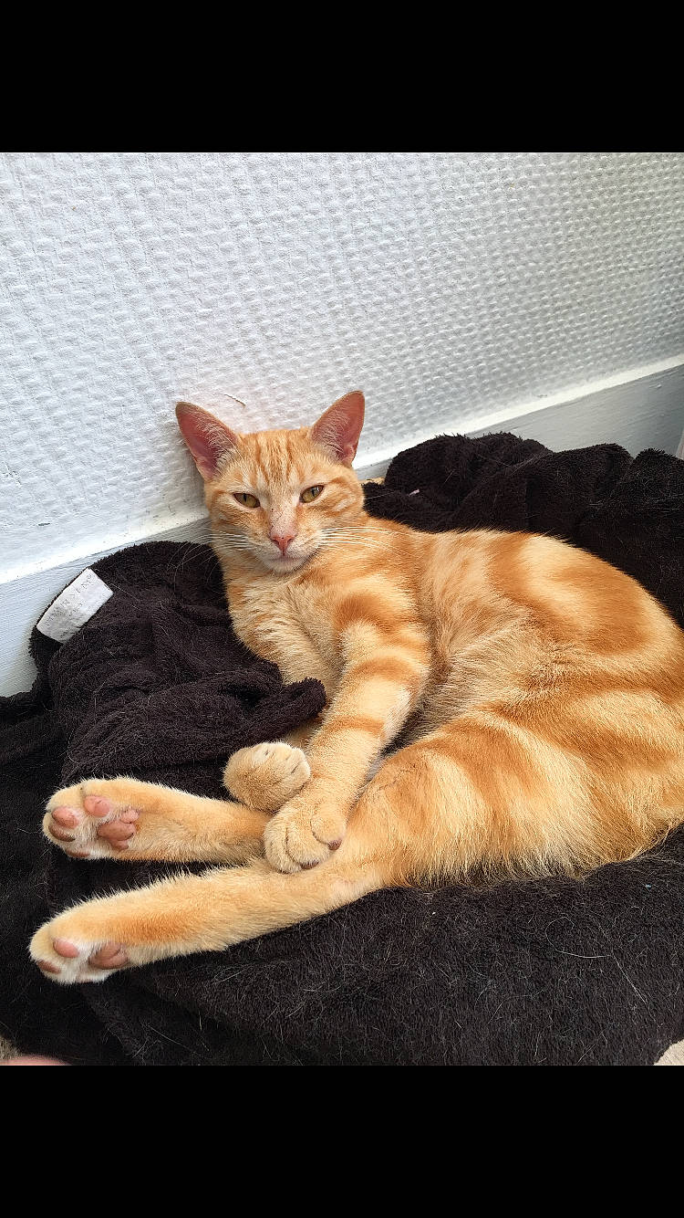 Marius a rejoint le concours — aidez-le/la à gagner de superbes lots ! art, carnivore, cat, claw, comfort, domestic_short_haired_cat, fawn, felidae, foot, fur, gesture, nap, paw, sitting, small_to_medium_sized_cats, snout, tail, terrestrial_animal, whiskers, wildlife