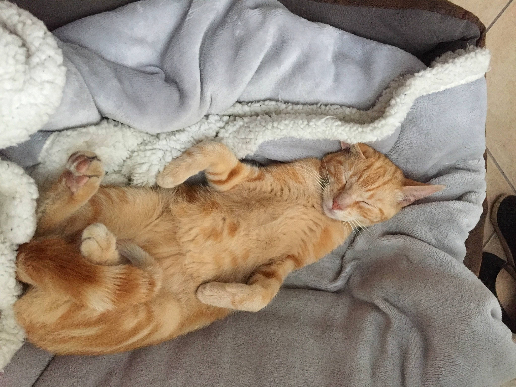 Marius a rejoint le concours — aidez-le/la à gagner de superbes lots ! bed, bedding, carnivore, cat, claw, comfort, domestic_short_haired_cat, duvet, fawn, felidae, fur, linens, mammal, nap, paw, sleep, small_to_medium_sized_cats, tail, whiskers, wood