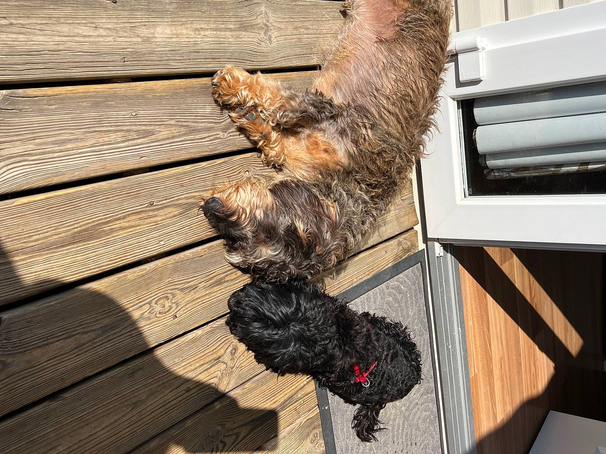 Snoopy a rejoint le concours — aidez-le/la à gagner de superbes lots ! canidae, carnivore, claw, companion_dog, dog, dog_breed, flooring, fur, hardwood, liver, natural_material, plank, sporting_group, tail, terrier, trunk, varnish, water_dog, wood, wood_stain