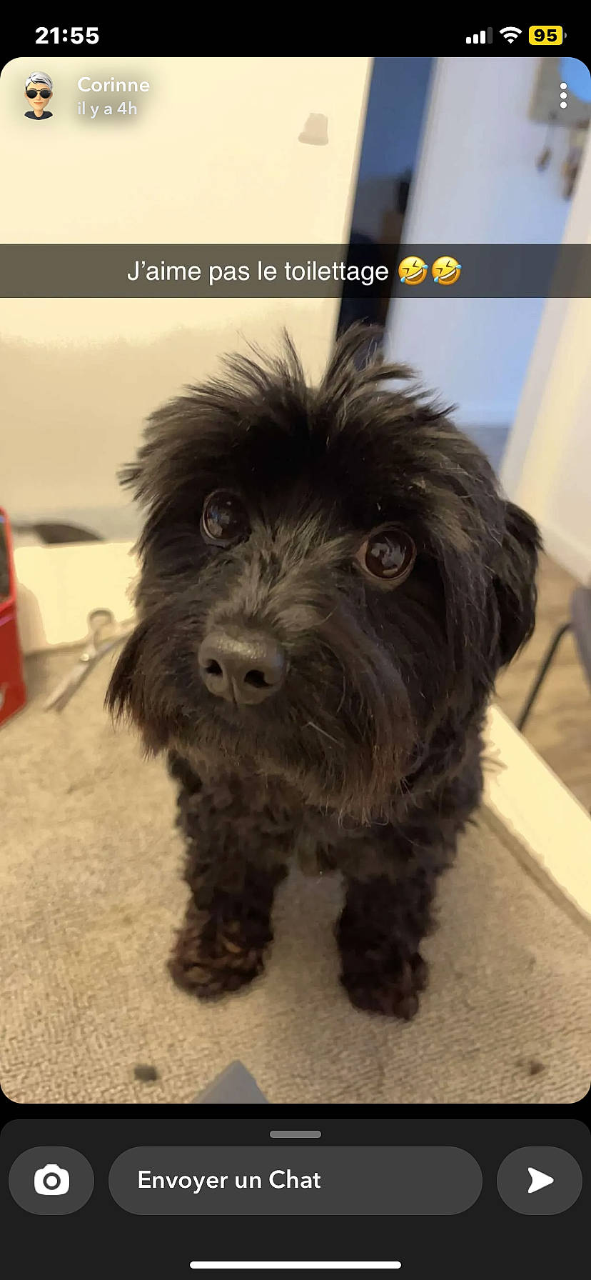 Snoopy a rejoint le concours — aidez-le/la à gagner de superbes lots ! carnivore, cockapoo, companion_dog, dog, dog_breed, dog_collar, flooring, fur, liver, schnauzer, small_terrier, snout, sporting_group, terrestrial_animal, terrier, toy_dog, water_dog, working_animal, working_dog, yorkipoo