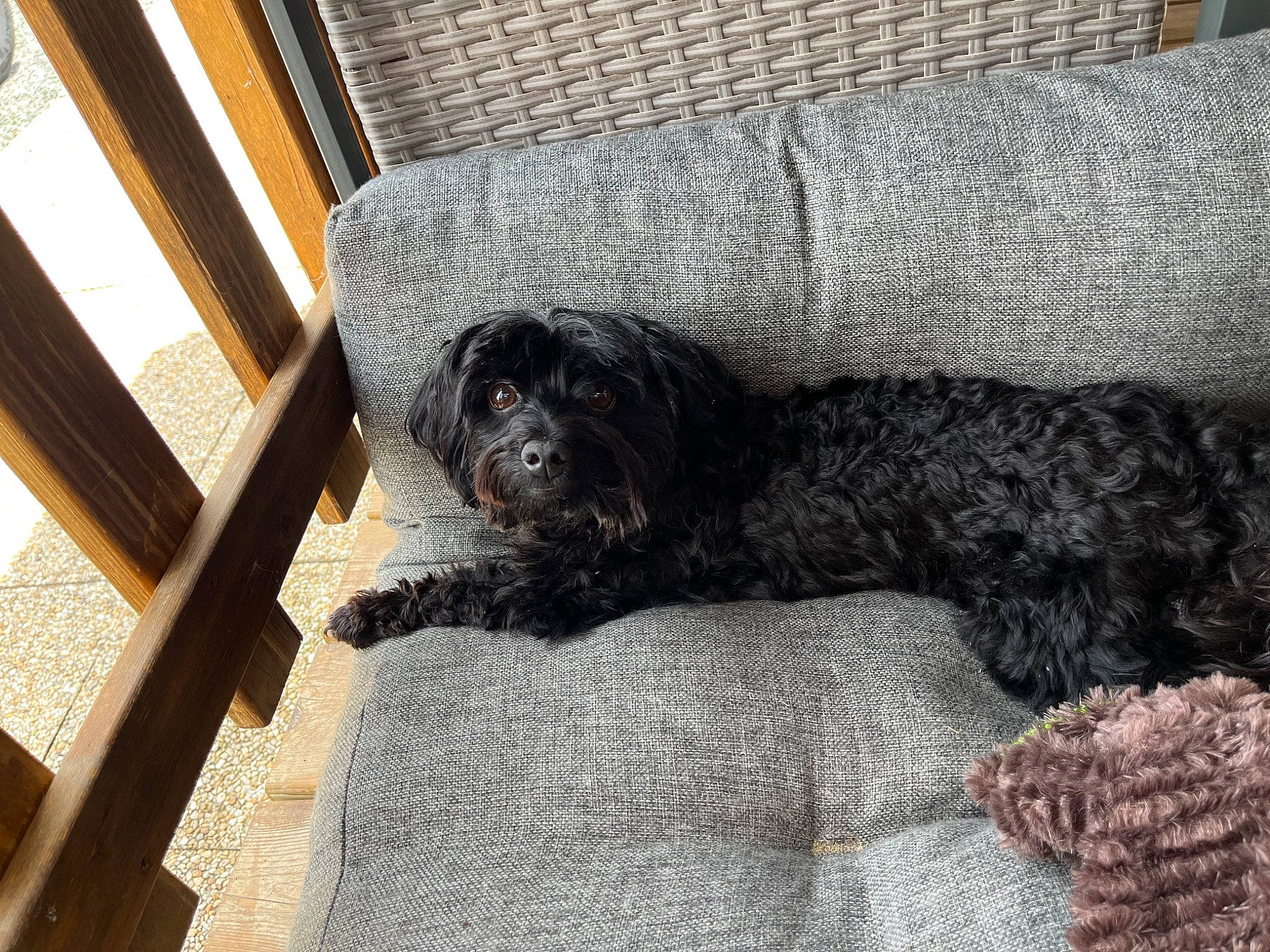 Snoopy a rejoint le concours — aidez-le/la à gagner de superbes lots ! canidae, carnivore, comfort, companion_dog, dog, dog_breed, fur, grey, hardwood, house, labradoodle, schnauzer, snout, sporting_group, tail, terrier, toy_dog, water_dog, wood, working_animal