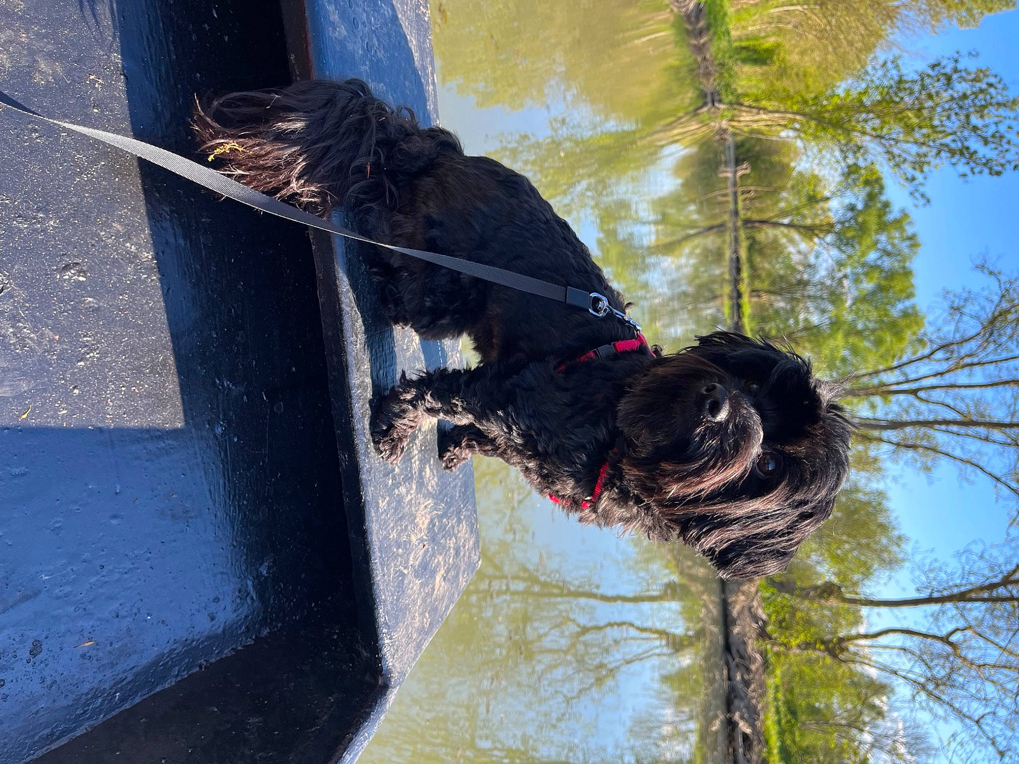 Snoopy participe au concours pour gagner de l'argent avec cette photo : art, automotive_tire, bird, concrete, feather, fountain, hat, reflection, sculpture, sky, tail, tire, tree, trunk, twig, visual_arts, water, water_feature, wing, wood