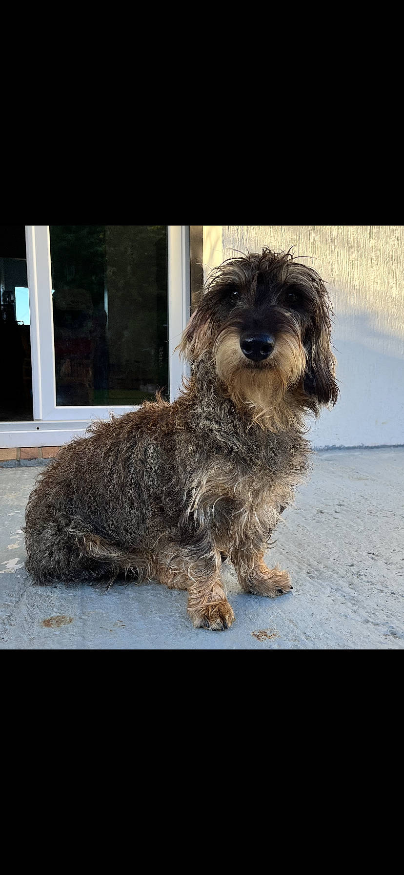 Shawn participe au concours pour gagner de l'argent avec cette photo : canidae, carnivore, catalan_sheepdog, companion_dog, dog, dog_breed, fur, liver, maltepoo, non_sporting_group, sapsali, schapendoes, small_terrier, snout, sporting_group, terrier, toy_dog, water_dog, working_animal, yorkipoo