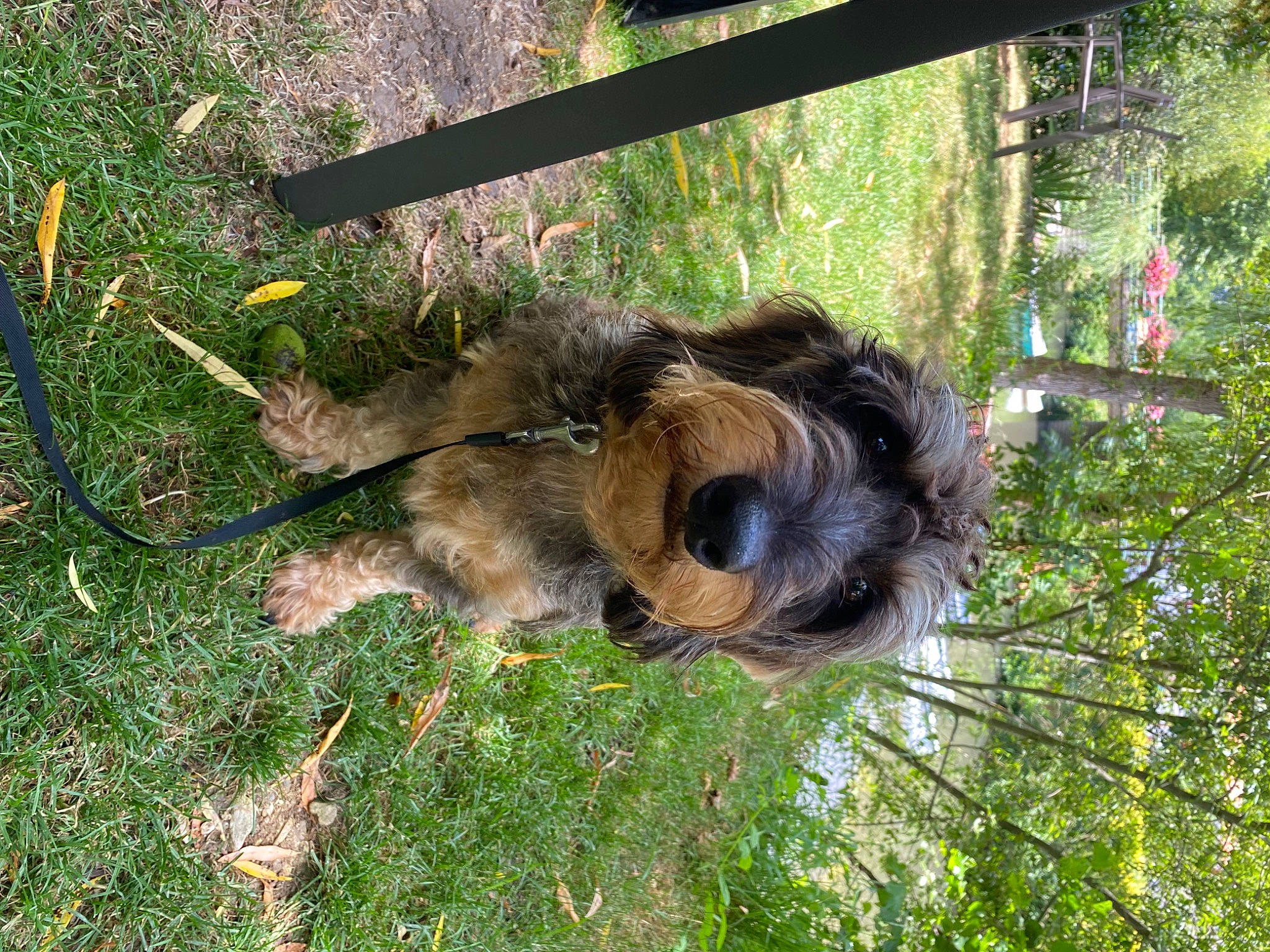 Shawn a rejoint le concours — aidez-le/la à gagner de superbes lots ! airedale_terrier, carnivore, companion_dog, dog, dog_breed, grass, liver, pet_supply, plant, small_terrier, sporting_group, tail, terrestrial_animal, terrier, tree, trunk, water_dog, welsh_terrier, wood, working_animal