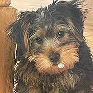 Opha is registered to the contest to win money with this photo: dog, canine, shaggy, long_hair, black_fur, brown_fur, facial_hair, mustache, beard, portrait, close_up, looking_at_camera, eyes, nose, teeth, indoors, wood, furniture, pet, funny