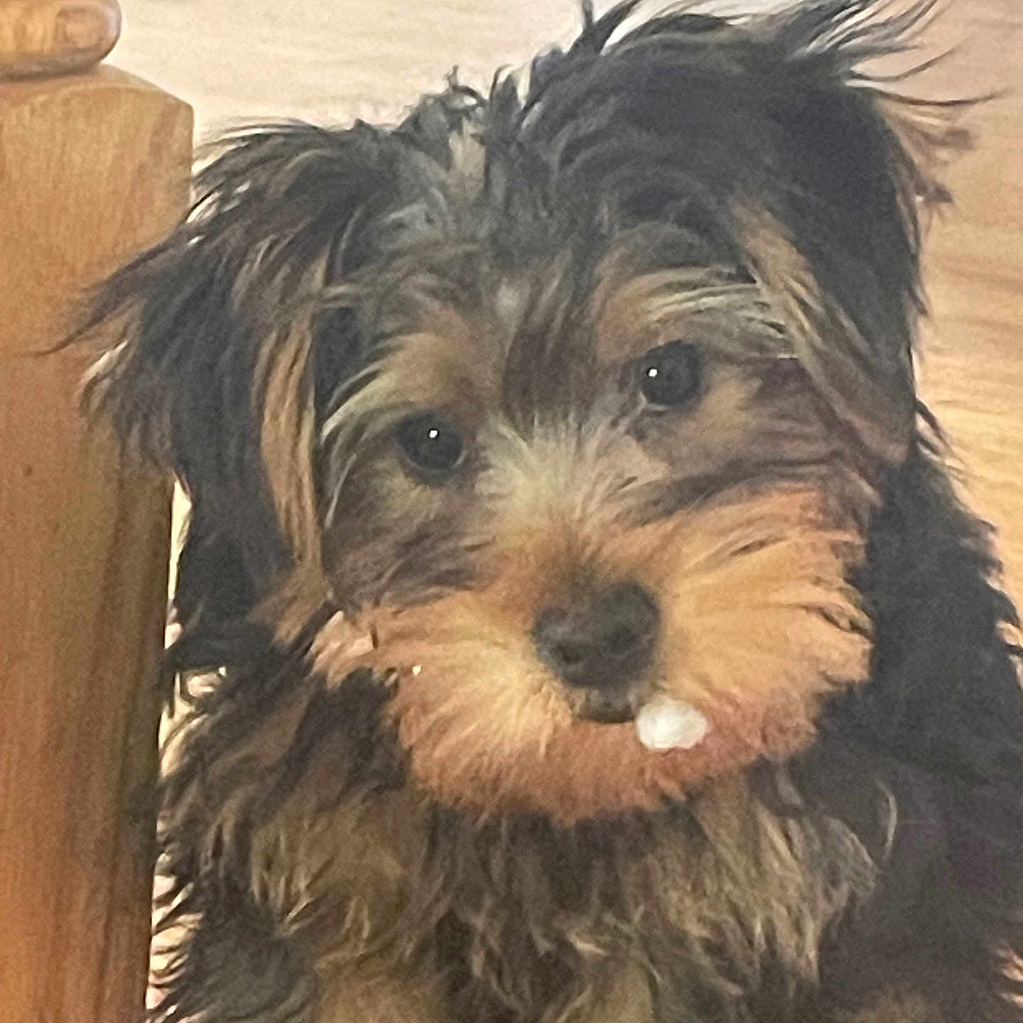Opha is registered to the contest to win money with this photo: dog, canine, shaggy, long_hair, black_fur, brown_fur, facial_hair, mustache, beard, portrait, close_up, looking_at_camera, eyes, nose, teeth, indoors, wood, furniture, pet, funny
