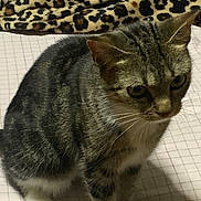 Persephone is registered to the contest to win money with this photo: cat, tabby, white_paws, pet, animal, feline, indoor, bedspread, blanket, leopard_print, striped, cute, fur, whiskers, ears, sitting, domestic, mammal, resting, closeup