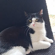 Oreo a rejoint le concours — aidez-le/la à gagner de superbes lots ! animal, black_and_white, cat, chair, cozy, cute, domestic_animal, feline, fur, indoor, looking, natural_light, pet, portrait, relaxed, resting, texture, whiskers, window, yellow_eyes